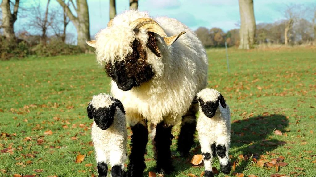 messenger_creation_edd56453-35c6-4e03-9052-b2958d37a6828322128938427434293